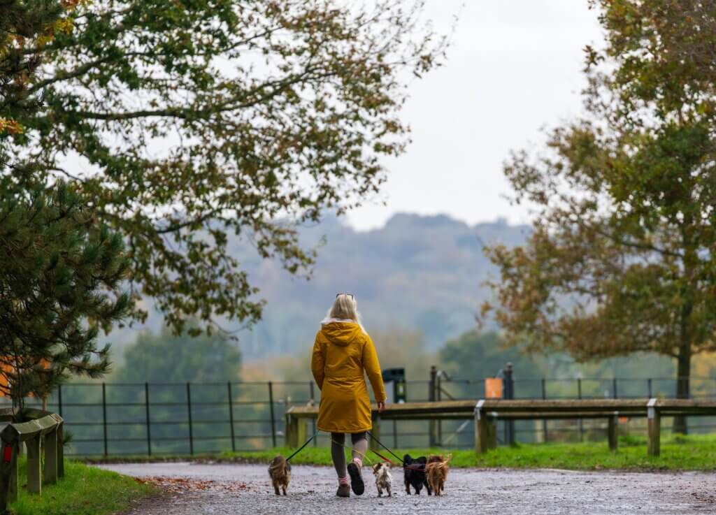 a woman walking her dogs outside