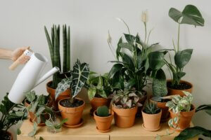 an assortment of house plants that clean the air